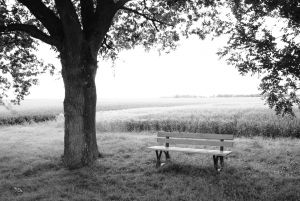 bench-and-tree-1-1221201-m