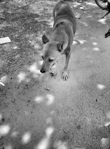 IMG_20160903_110414~2