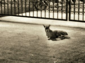 IMG_20160904_002954~2